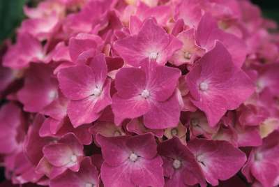 Hydrangea macrophylla Pia, dwarf hydrangea